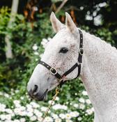 Equisential Nylon Headcollar Black