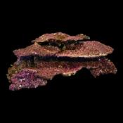 Real Reef Rock Plate Per Kg image