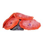 AquaOne Copi Coral Buttons 7.5x7.5x4cm Red image