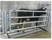 Livestock scales