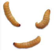 Standard Waxworms  *please note due to current heatwave all live food will be dispatched when the weather is cooler image