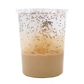 Large Fruit Fly Culture