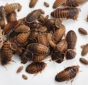 Dubia Roaches - medium image