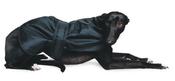 Ancol Muddy Paws Greyhound Coat - 70cm image