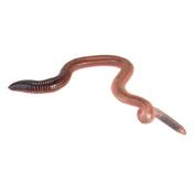 Small/Medium earth Worms( lob worms) image