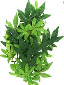 Exo Terra Abutilon Plant - Small