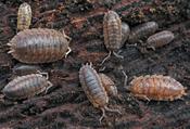 Plum Isopods (Clean Up Crew) - Pack of 10 image