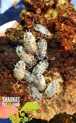 Dairy Cow Isopods - 10pk image