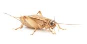 Standard Brown Crickets - Size 4 (12-14mm)