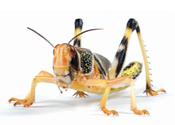 Extra Large Locusts - Size 5 (36-42mm)