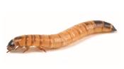Standard Morio Worms  *please note due to current heatwave all live food will be dispatched when the weather is cooler image