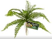 ZooMed Naturalistic Plant - Sword