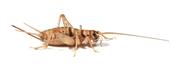 Banded Brown Crickets - Standard   *please note due to current heatwave all live food will be dispatched when the weather is cooler image
