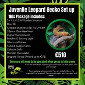 Juvenile Leopard Gecko Starter Set image