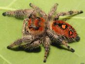 Regal Jumping Spider (Phidippus regius)