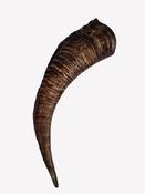 Wilder Goat Horn (1) image