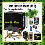 Gold Tree Frog Set Up