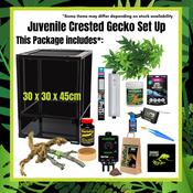 Hatchling Crested Gecko Full Setup Including Hatchling Crested Gecko and UVB Lighting image