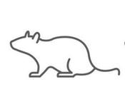 Pack of 10 Frozen Large Mice