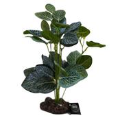 Betta Terra Green Fittonia Plant 26cm image