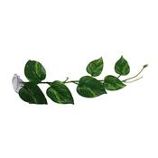 Betta Choice Leaves with Suction Cup image