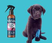 The Holistic Hound - In The Nick Of Time (Formerly Heal Me Quick) image