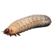 Pachnoda Marginata Grubs (Sun Beetle Larvae)  *please note due to current heatwave all live food will be dispatched when the weather is cooler