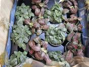 Fittonia verschaffeltii image