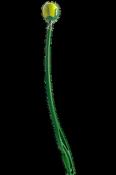 Chucker Launcher for Dogs No Throw Fetcher (Green) image