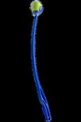 Chucker Launcher for Dogs No Throw Fetcher (Blue) image