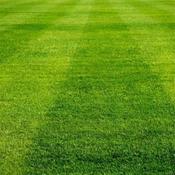 Lawn Seed No2 5 Kg Bag (200sqm Approx) image