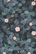 Lily Pads - Hicks' Blue