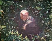 David McGinn - In the Long Grass