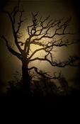 Linda Plunkett - A Gathering Stillness #4 image