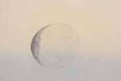 Vincent Sheridan - Phase II image