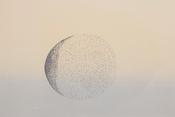 Vincent Sheridan - Phase II image