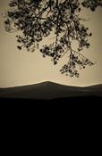 Linda Plunkett - A Gathering Stillness #11