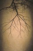 Linda Plunkett - A Gathering Stillness #1