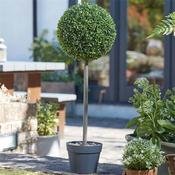 Smart Garden Uno Topiary Tree 80Cm image