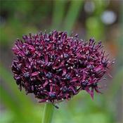 West Cork Allium Atropurpureum 15 Bulbs image