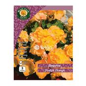 West Cork Begonia Double Orange Bulbs