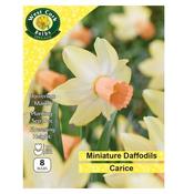 West Cork Dwarf Daffodil Carice 8 Bulbs image