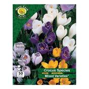 West Cork Crocus Species Mixed 50 Bulbs image
