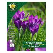 West Cork Crocus Species Ruby Giant 50 Bulbs image