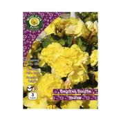 West Cork Begonia Double Yellow Bulbs