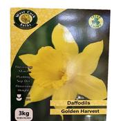 West Cork Golden Harvest Daffodil 3Kg Bag image