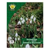 West Cork Galanthus Woronowii Snowdrop 35 Bulbs image