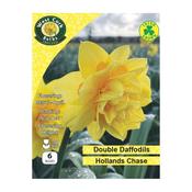 West Cork Daffodil Hollands Chase 6 Bulbs image