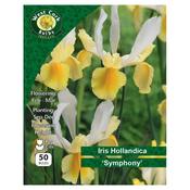 West Cork Iris Hollandica Symphony 50 Bulbs image