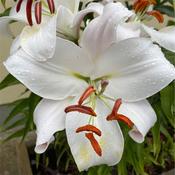 West Cork Lilium Oriental Snowy Mountain
